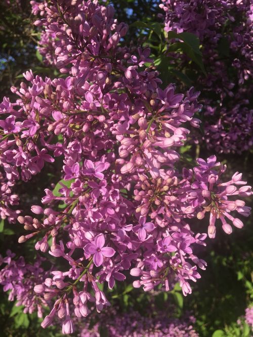 lilac spring lilac bush