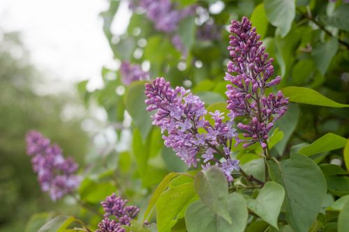 lilac flowers greens