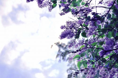 lilac background nature