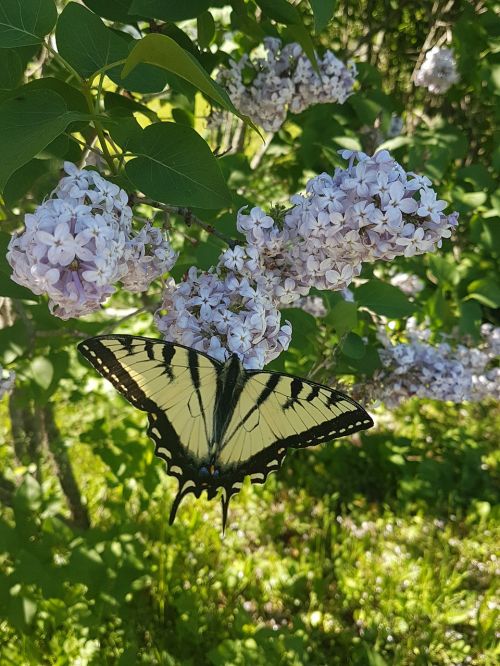 lilac monarch butterfly