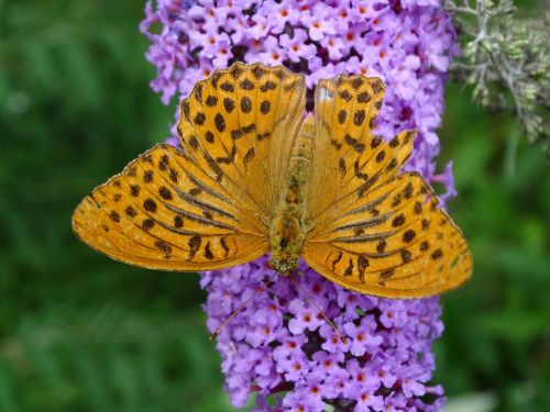 lilac fritillary butterfly