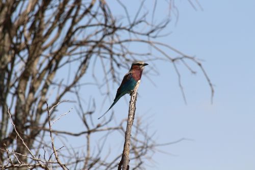 lilac bird kenya