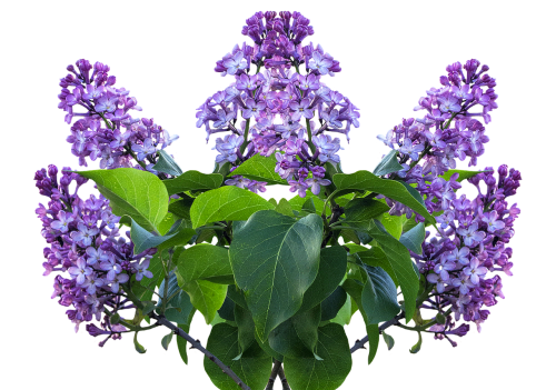 lilac spring lilac flower