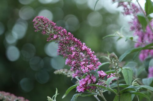 lilac purple plant