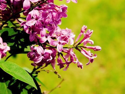 lilac spring violet