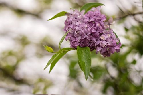 lilac flower white background