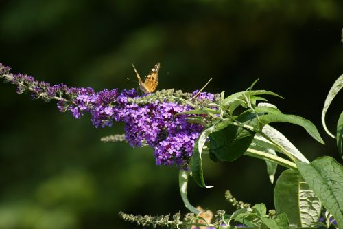 lilac butterfly nature