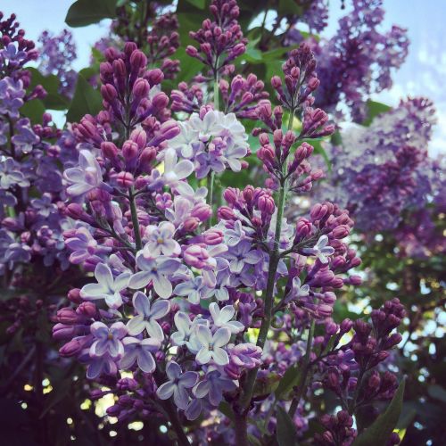 lilac summer nature