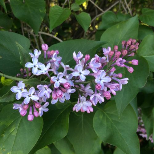 lilac branch bloom