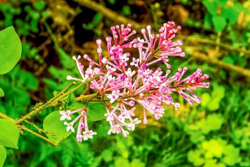 lilac pink flower