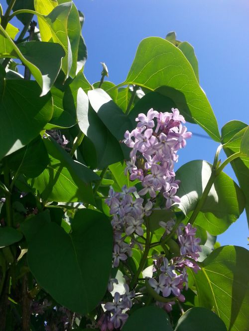 lilac flower spring