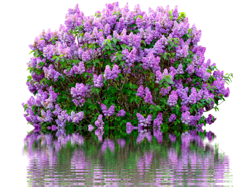 lilac spring purple