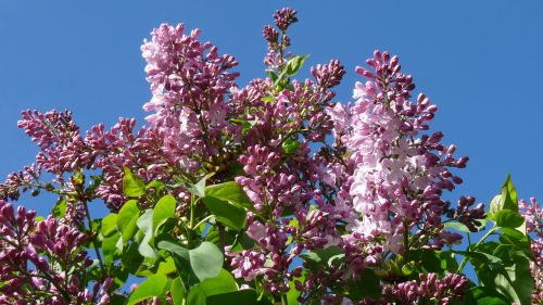 lilac buds tree