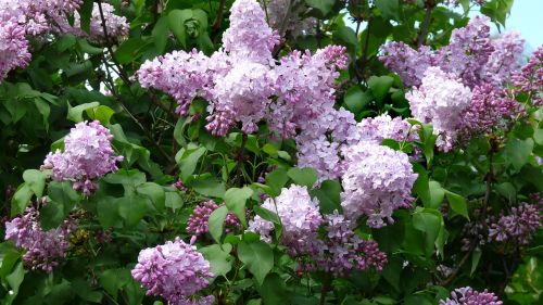 lilac tree blooming