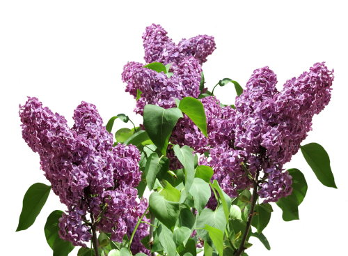 lilac spring nature