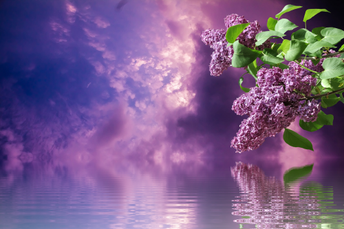 lilac spring nature