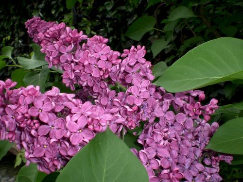 lilac ornamental shrub blossom