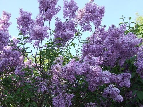 lilac purple blossom