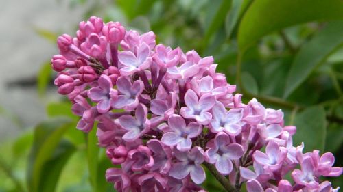 lilac flower flora