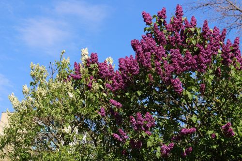 lilac purple white