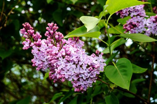 lilac syringa ornamental shrub