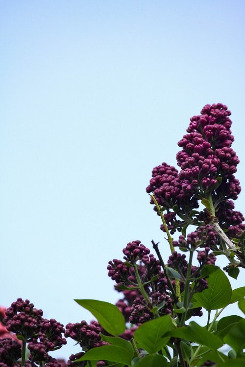 lilac  tree  garden