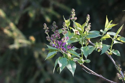 lilac  bud  nature