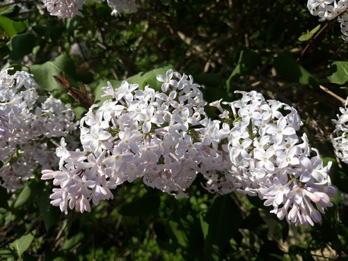 lilac  flower  plant