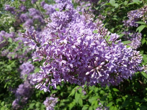 lilac  flower  plant