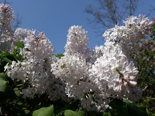 lilac  flower  tree