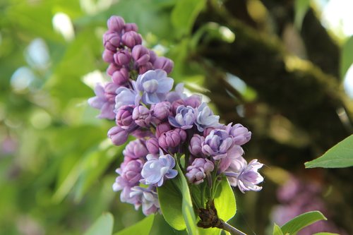 lilac  common lilac  lilac purple