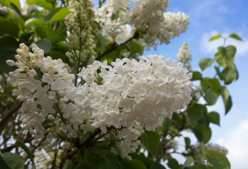 lilac blossom flower