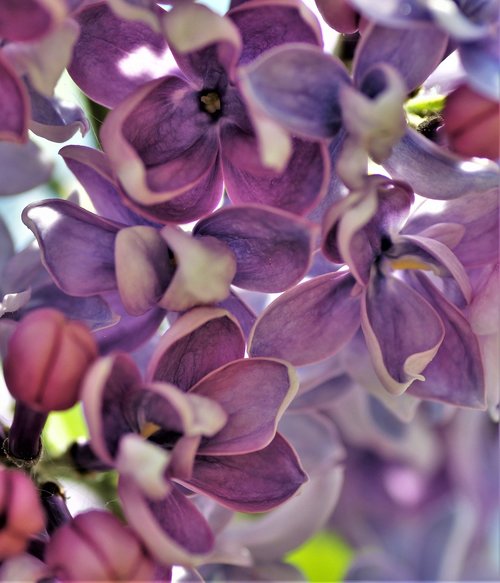 lilac  violet  purple flowers