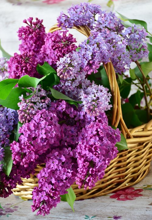 lilac  flower basket  flowers
