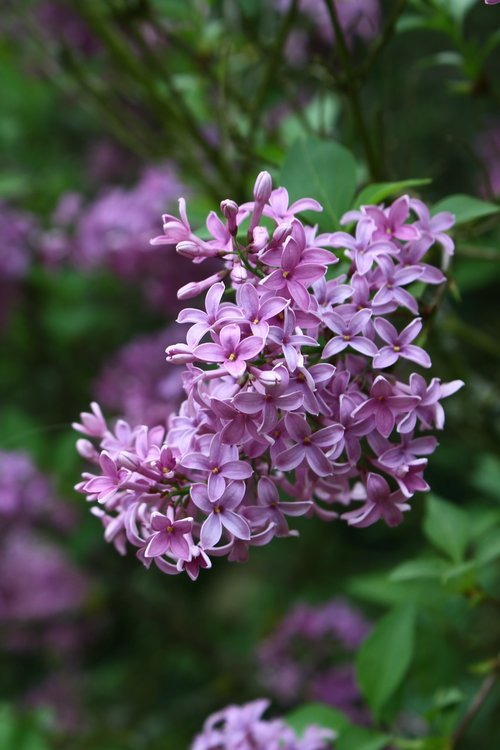 lilac  flower  nature