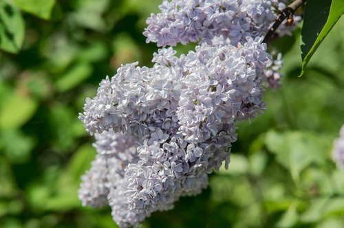 lilac  nature  plant