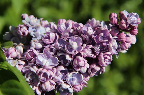 lilac  lilac purple  spring-flowering