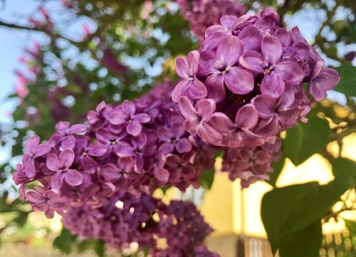 lilac  may  spring