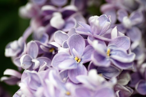 lilac  violet  ornamental