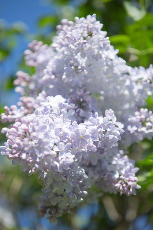 lilac  spring  nature