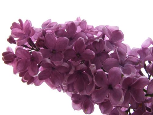 lilac lilac branch blossom