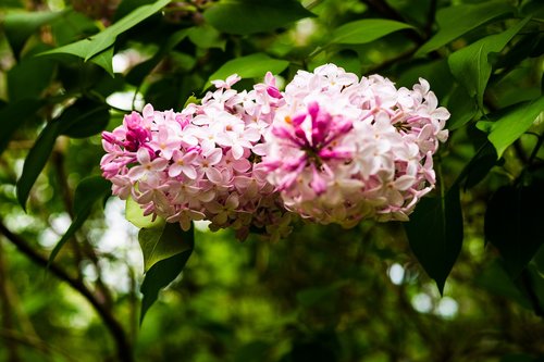 lilac  flower  garden