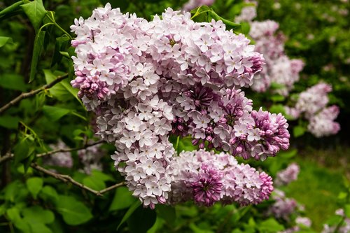 lilac  flower  blossom