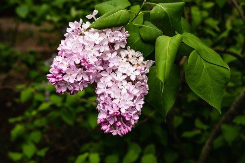lilac  flower  blossom