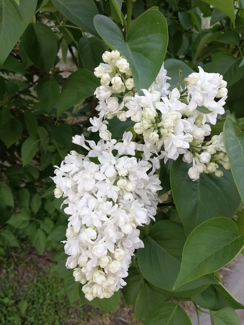 lilac  flowers  nature