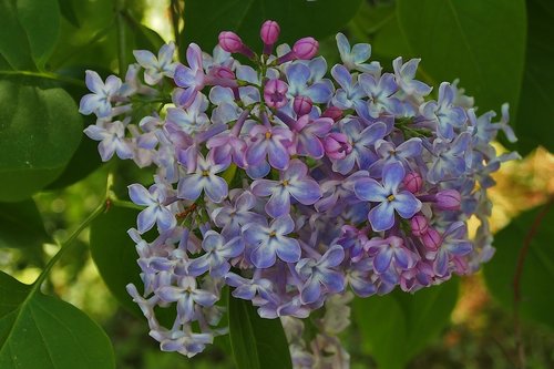 lilac  flowers  lilac flower