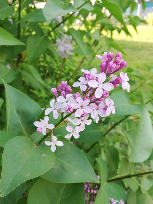 lilac  violet  flowers