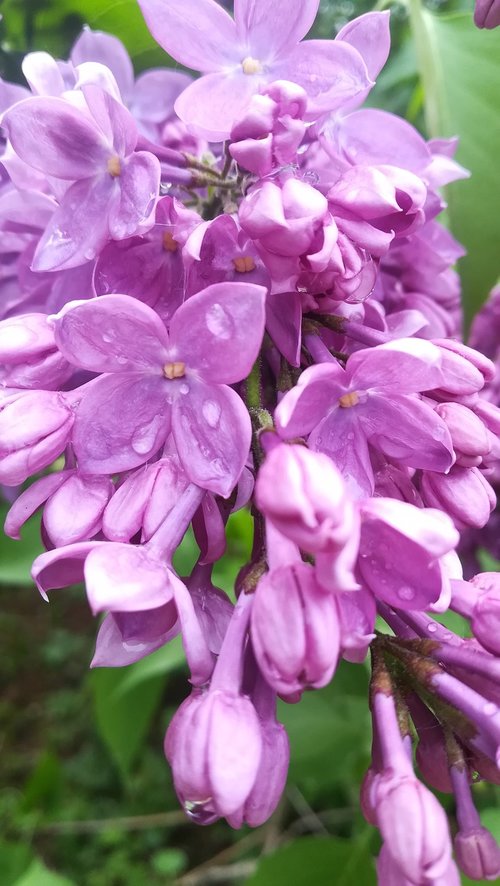 lilac  bud  flower