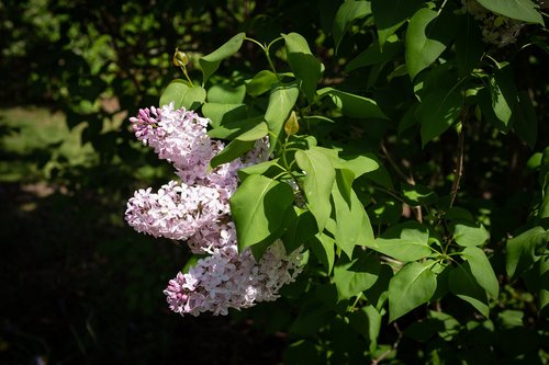 lilac  flower  spring