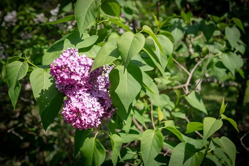 lilac  flower  spring